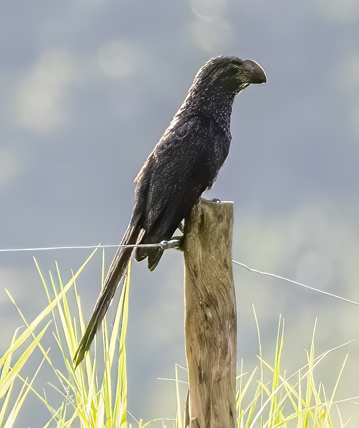 Smooth-billed Ani - ML470727601