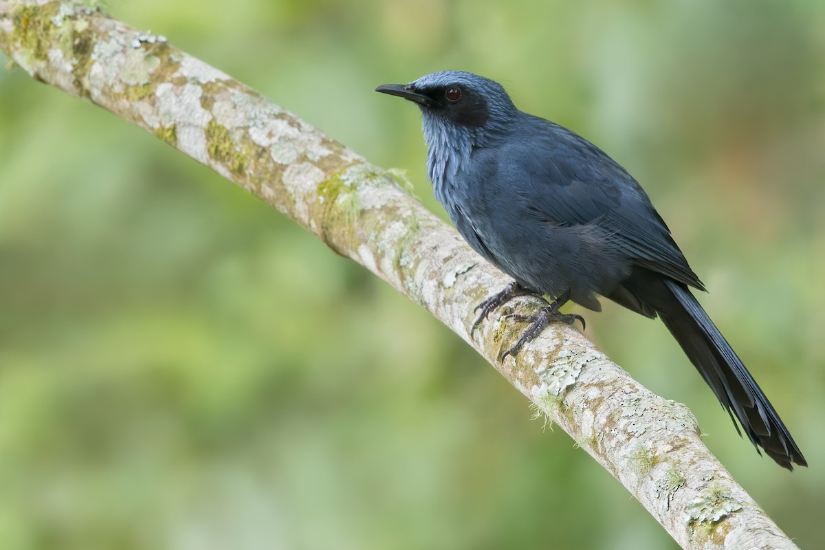 Blue Mockingbird - Dubi Shapiro