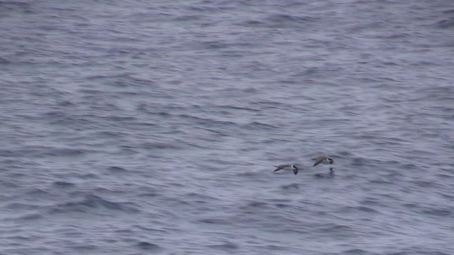 Great Shearwater - ML470729251