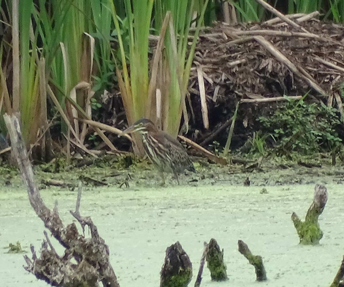 Green Heron - Sandra Keller