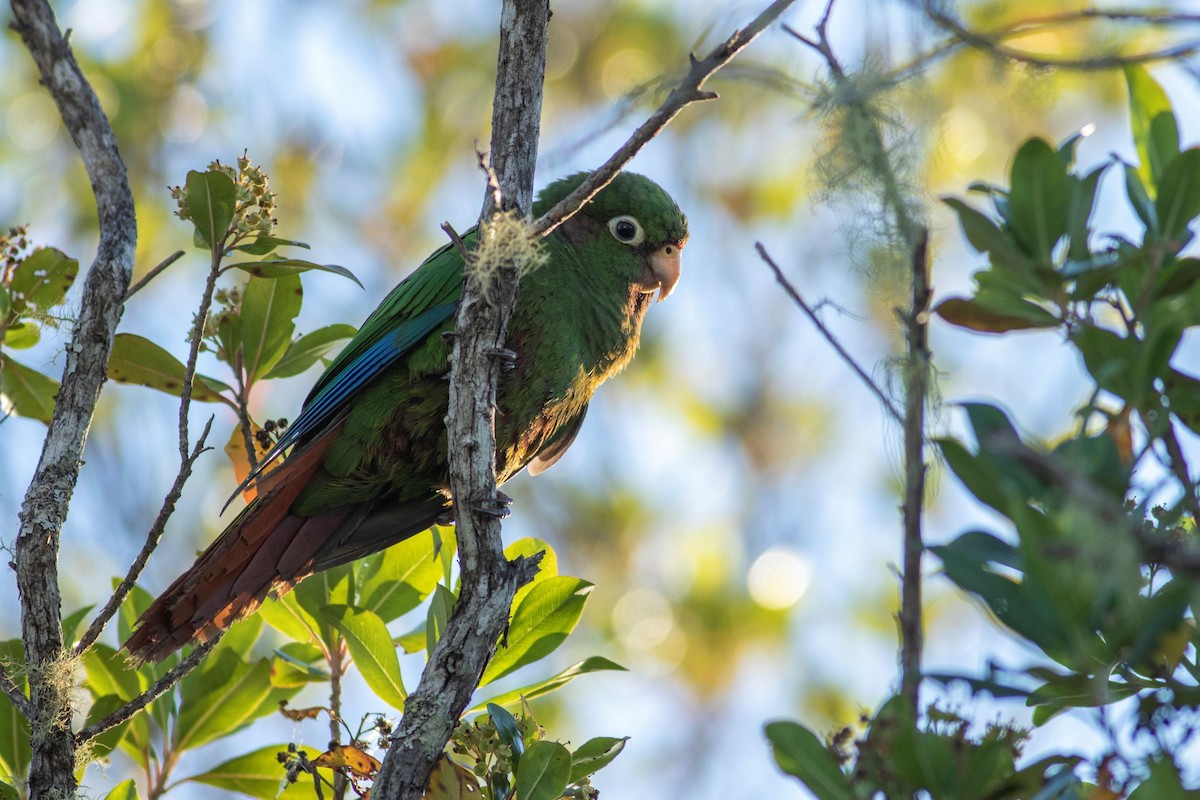 Santa Marta Parakeet - Jonathan Eckerson