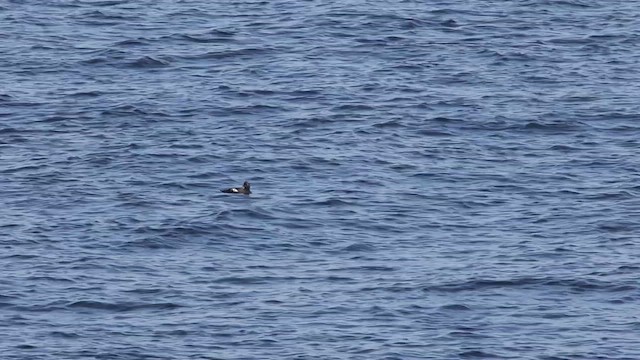 Pigeon Guillemot - ML470731591