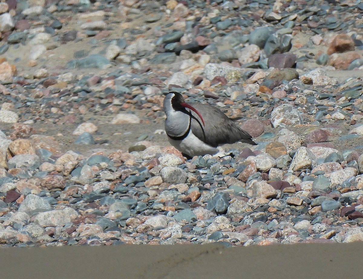 Bec-d'ibis tibétain - ML470731641