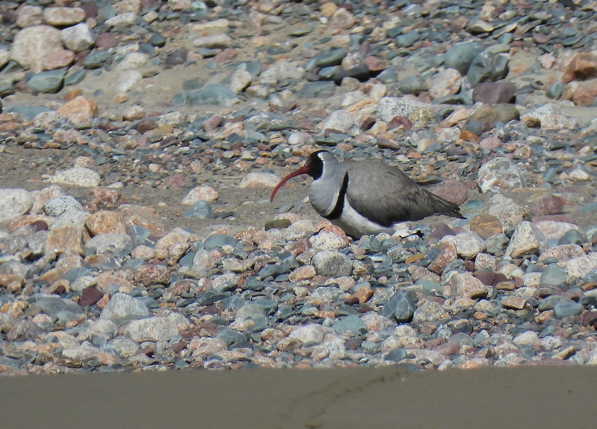 Bec-d'ibis tibétain - ML470731651