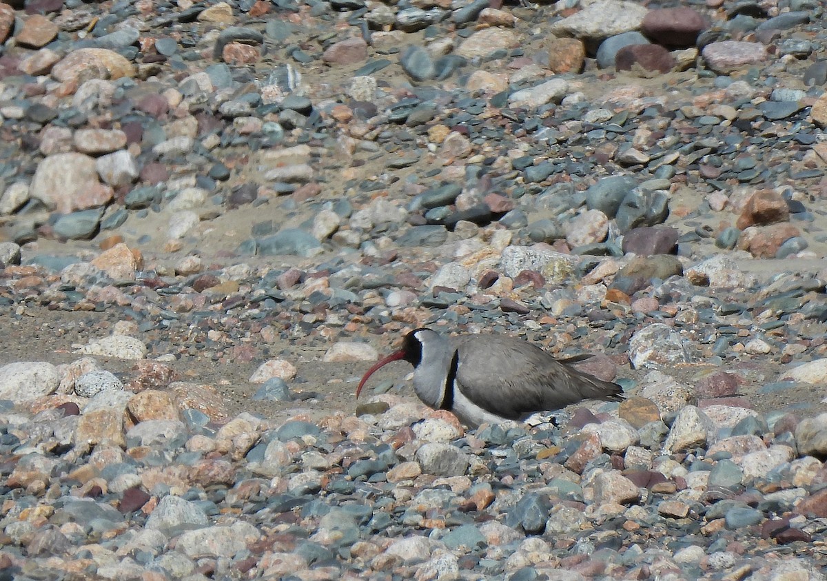 Bec-d'ibis tibétain - ML470731671