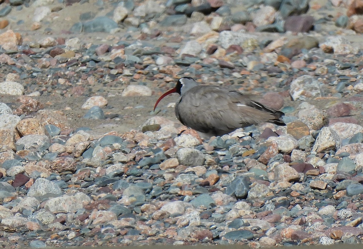 Bec-d'ibis tibétain - ML470731691