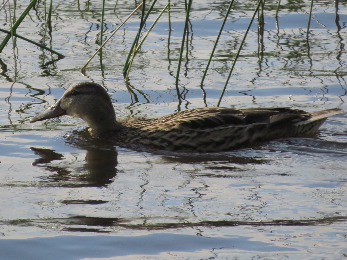 Mallard - ML470731801