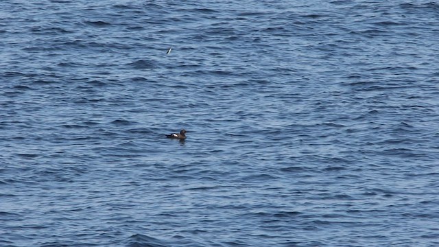 Pigeon Guillemot - ML470732171