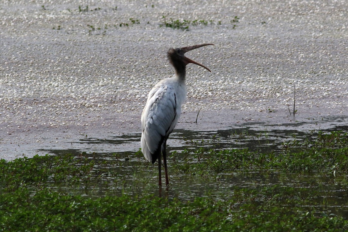 Wood Stork - Jean-Marie Gauthier