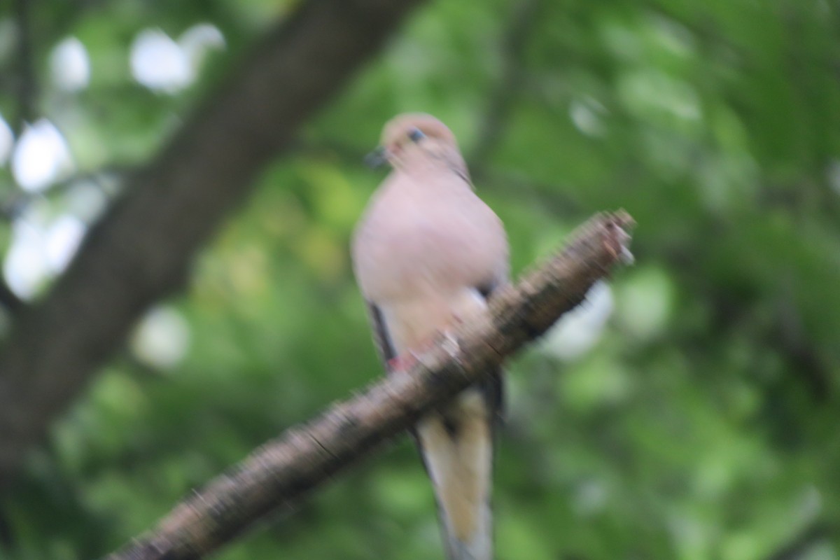 Mourning Dove - ML470736161