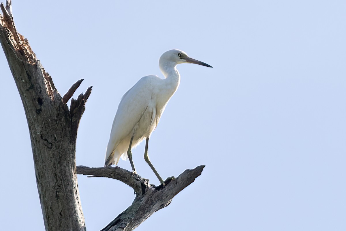Great Egret - ML470736241