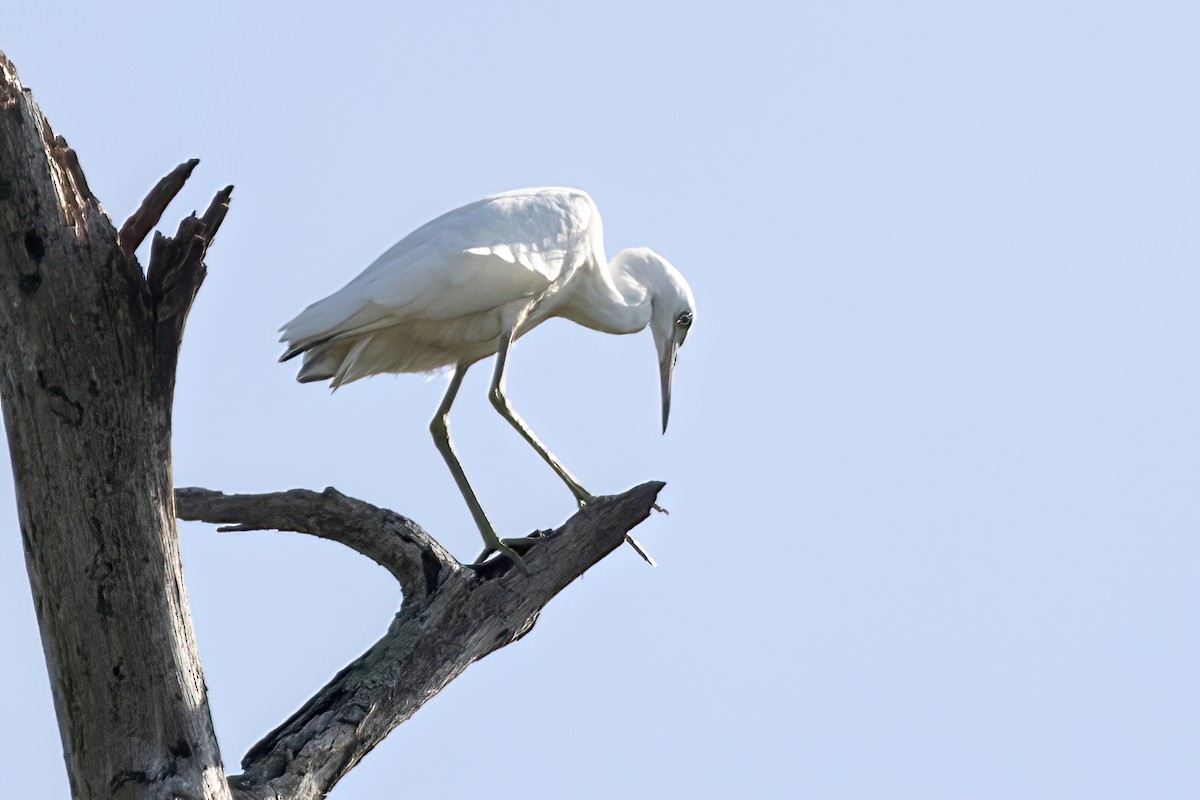 Great Egret - ML470736251