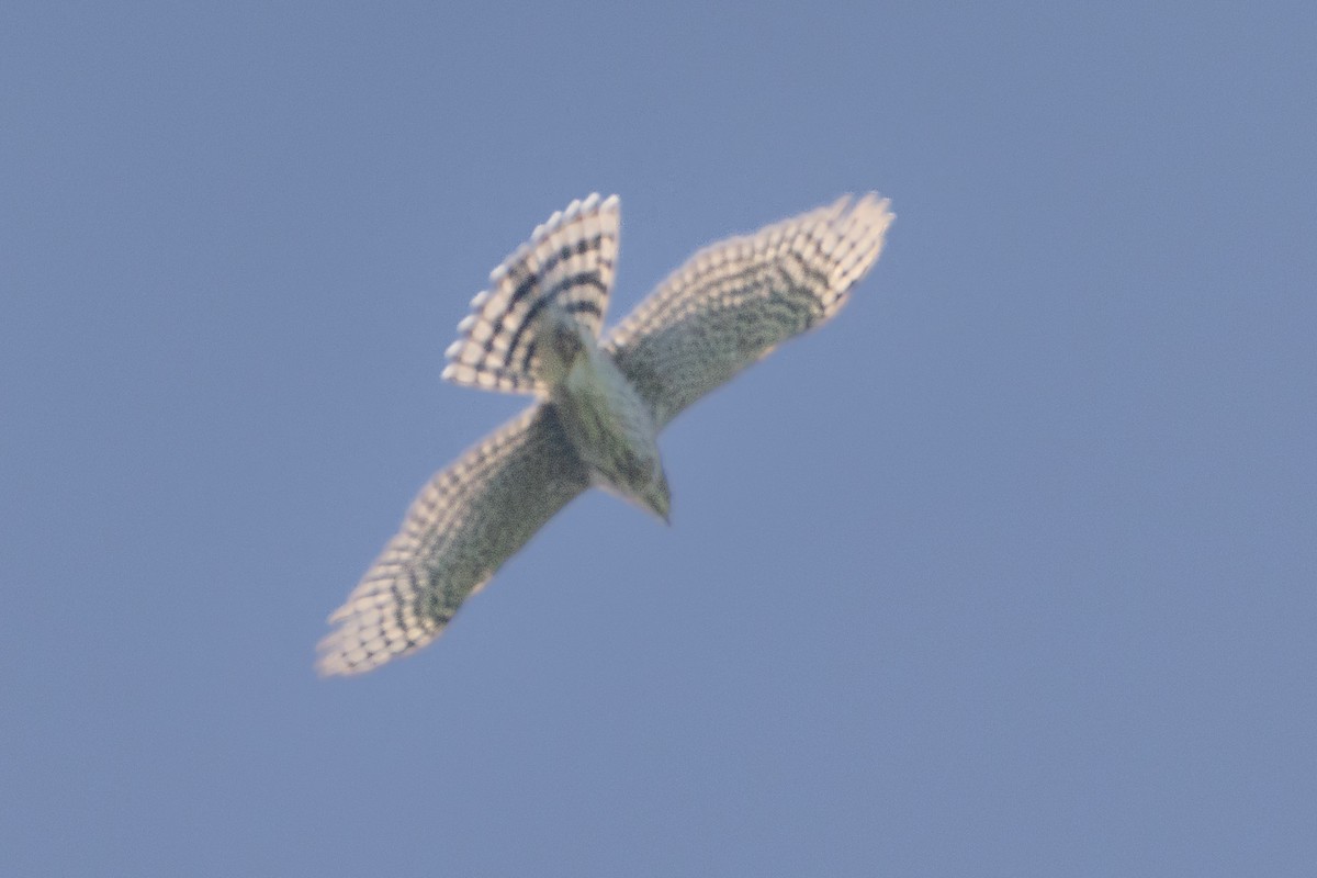 Cooper's Hawk - ML470736281