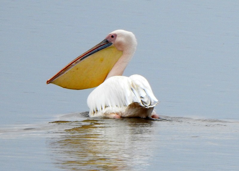 pelikán bílý - ML470737531