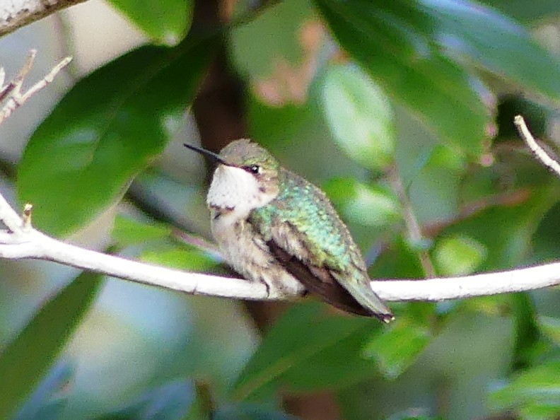 Ruby-throated Hummingbird - ML47073821