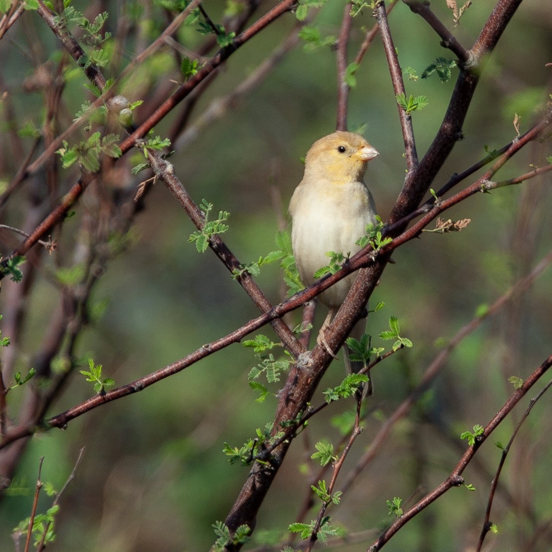 Arabian Golden Sparrow - ML470738671