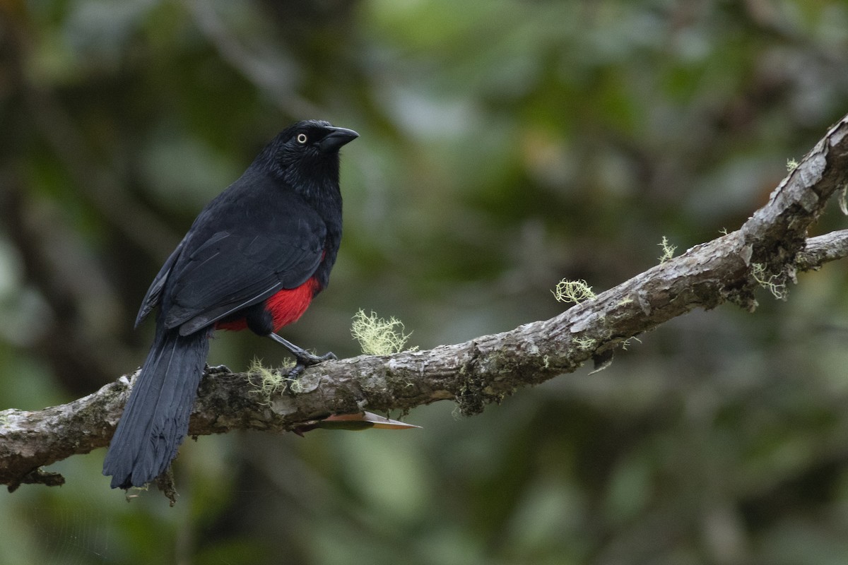 Red-bellied Grackle - ML470741091