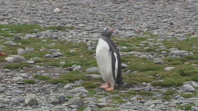 Pingüino Juanito - ML470741121