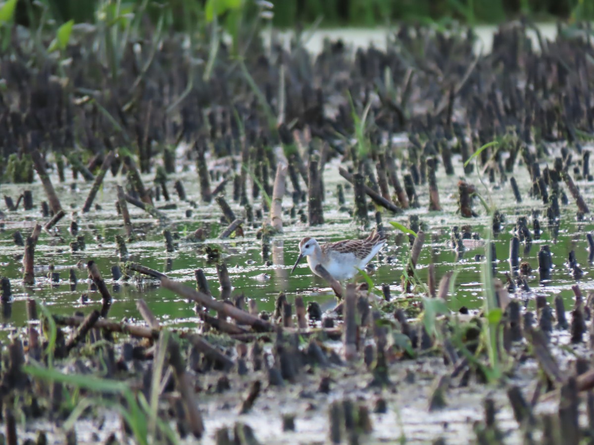 Phalarope de Wilson - ML470741231