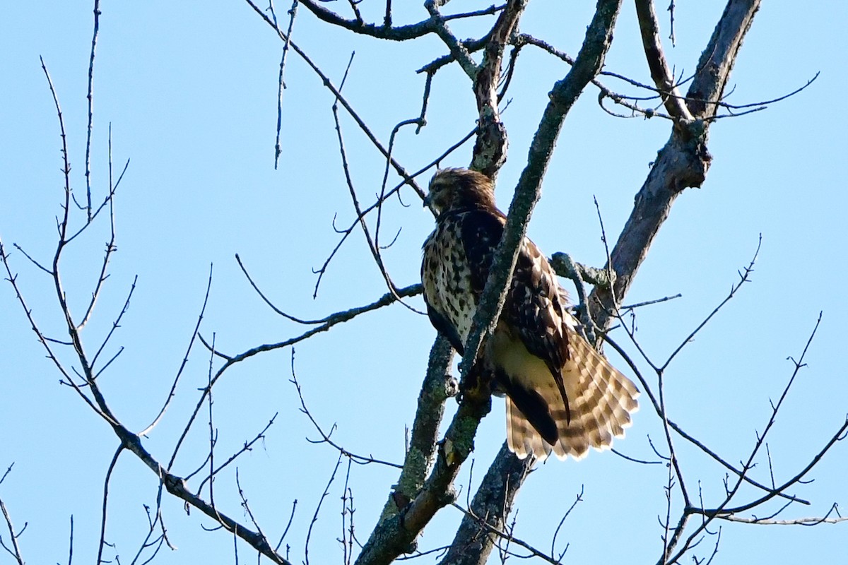 Red-shouldered Hawk - ML470741431