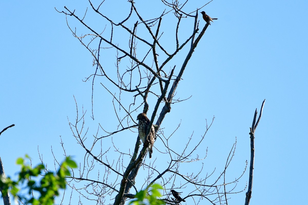 Red-shouldered Hawk - ML470741441