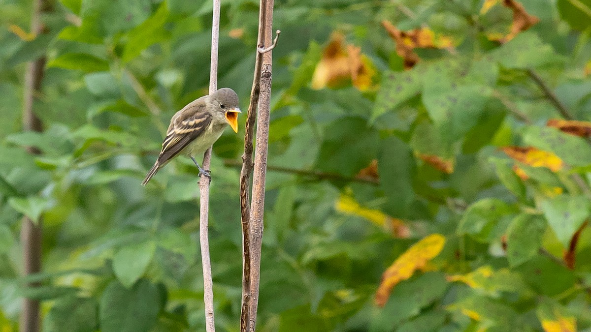 Willow Flycatcher - Todd Kiraly