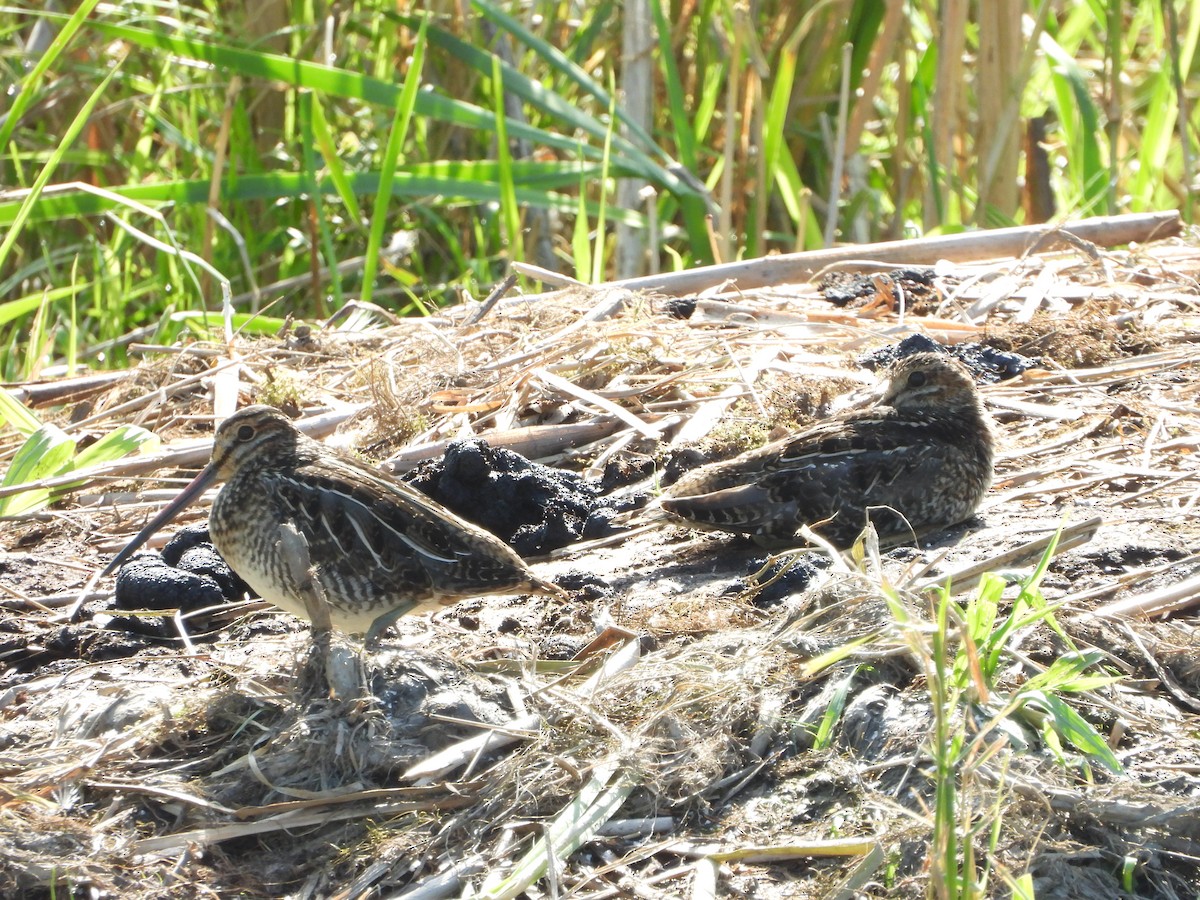 Wilson's Snipe - ML470741801