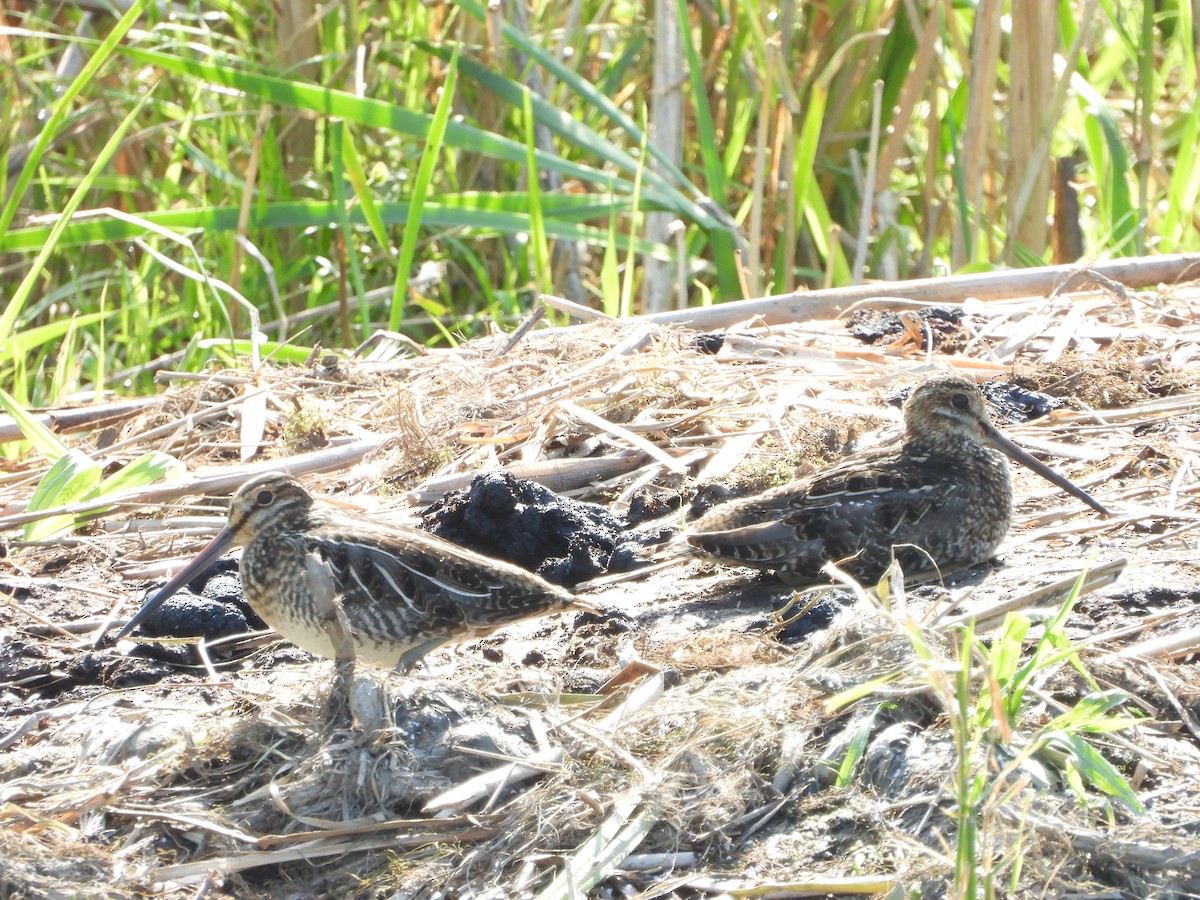 Wilson's Snipe - ML470741821