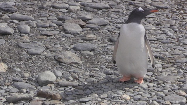 Gentoo Penguin - ML470742711