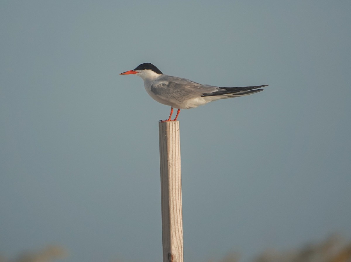 Common Tern - Dave Hart