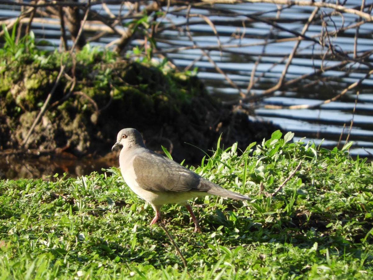 White-tipped Dove - ML470746301