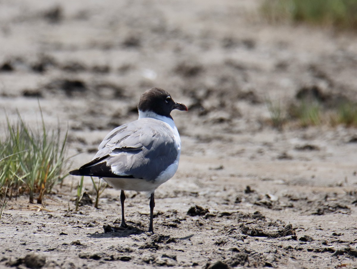 Laughing Gull - ML470746411