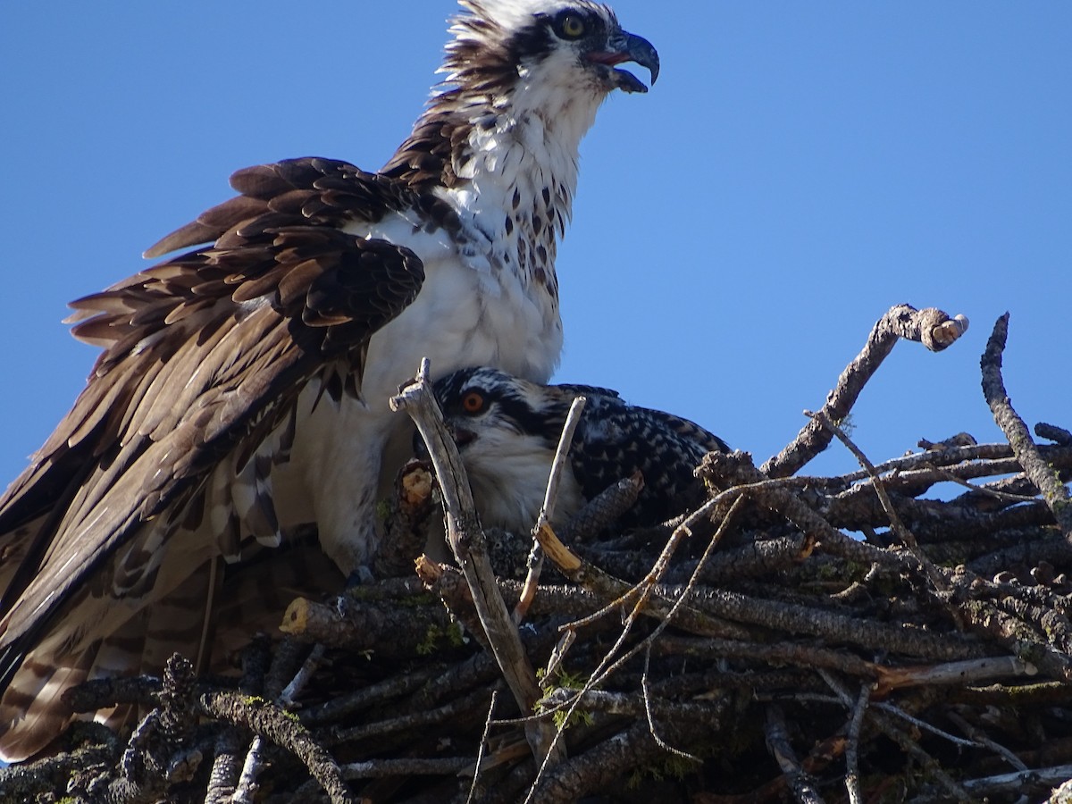 Osprey - ML470746431