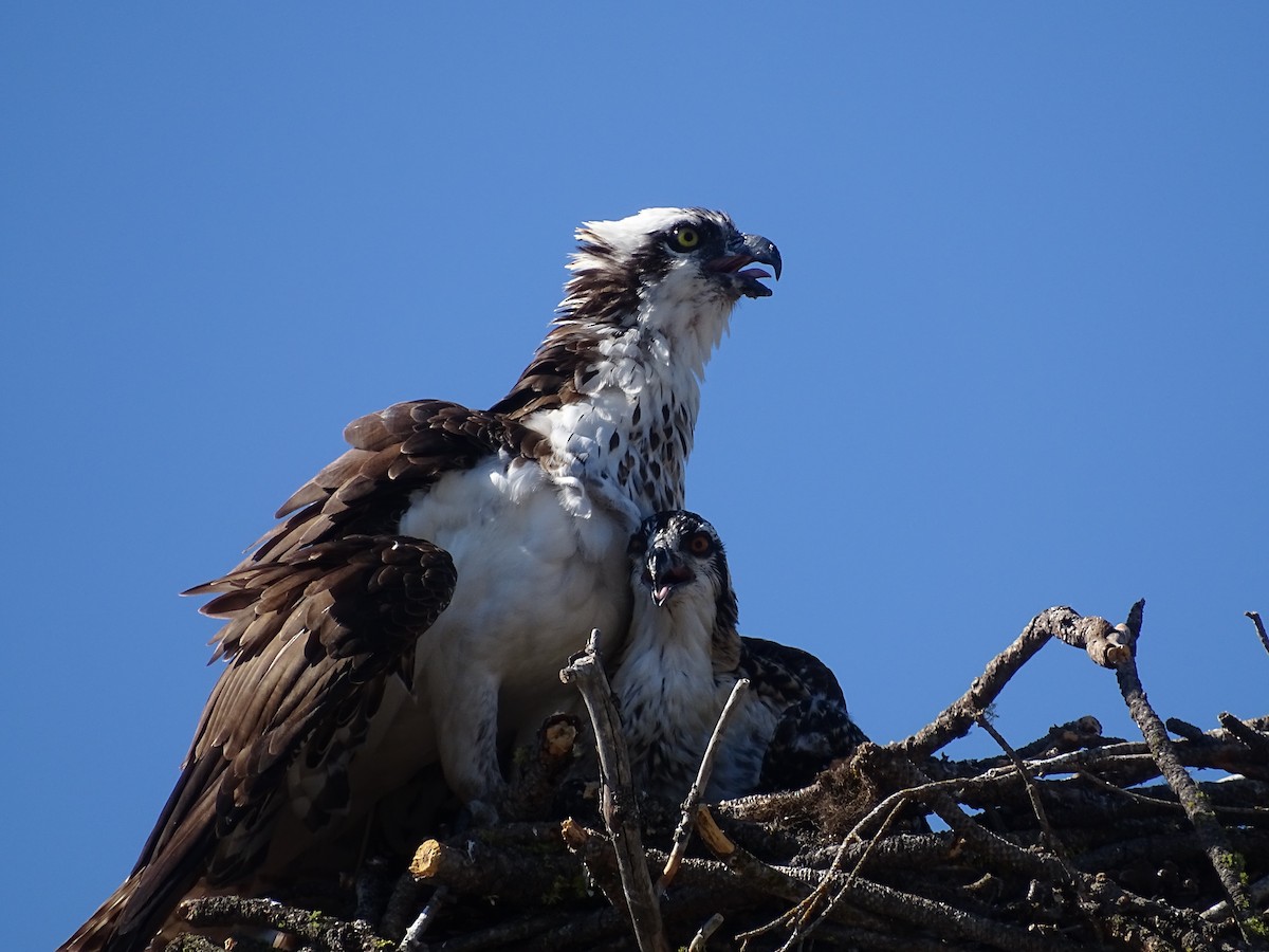 Osprey - ML470746461