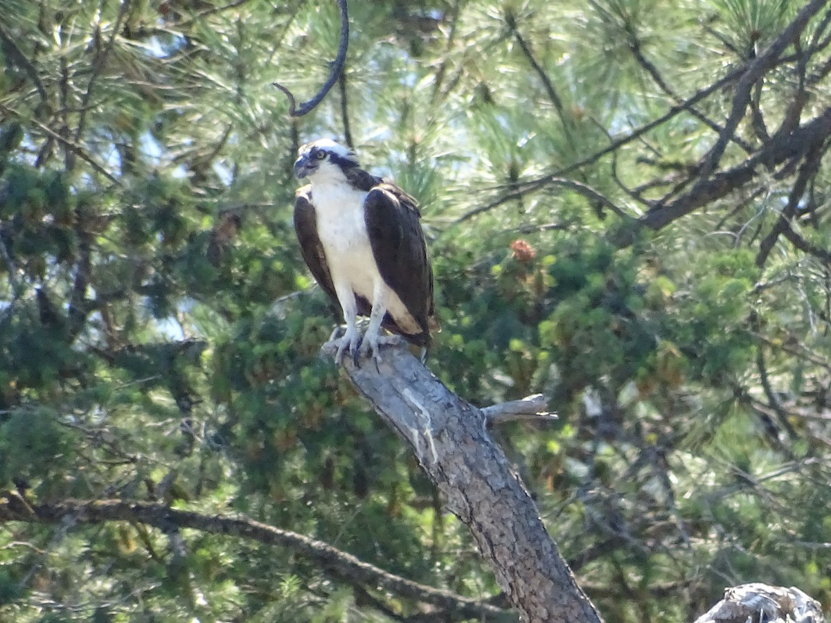 Osprey - ML470746581