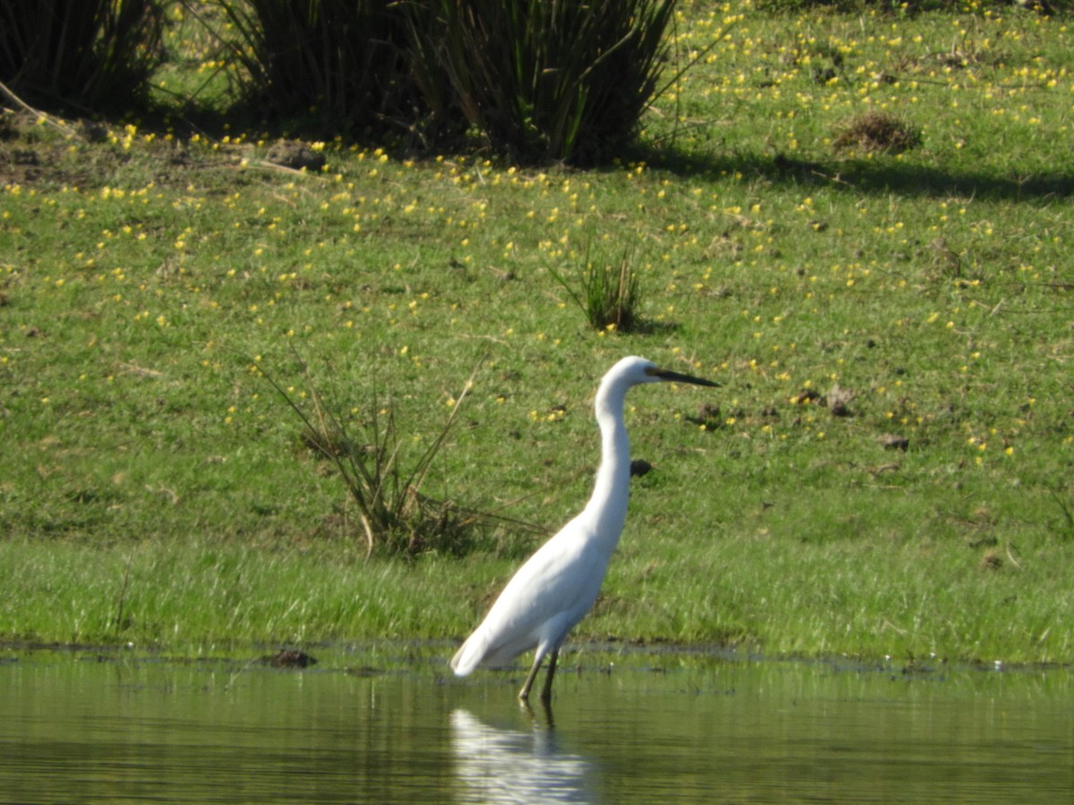 Snowy Egret - ML470746821