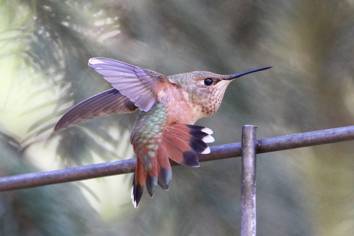 Rufous Hummingbird - ML470746991