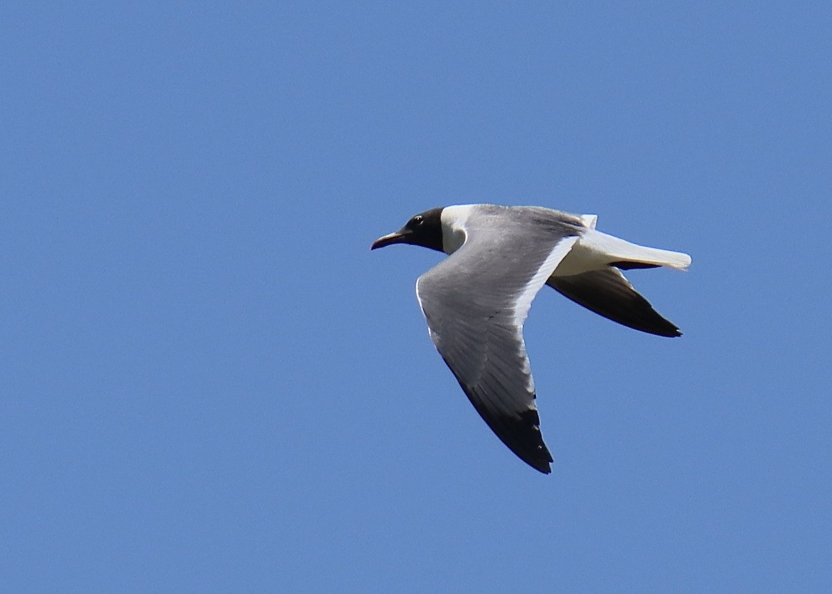 Laughing Gull - ML470748011