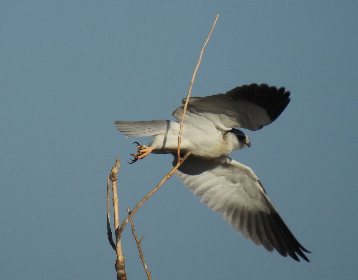 Black-winged Kite - ML470748761