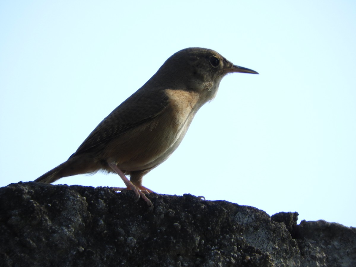 House Wren - ML470749101