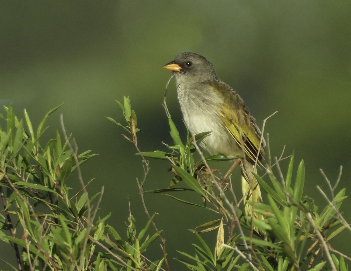 Great Pampa-Finch - ML470749941