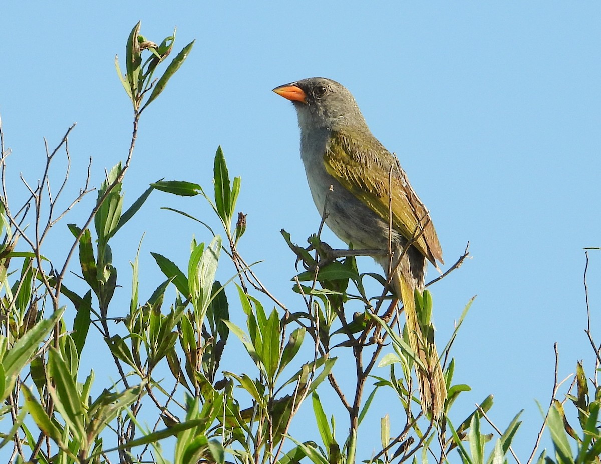 Great Pampa-Finch - ML470749951