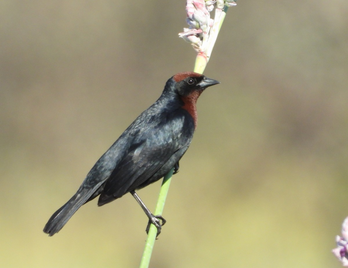 Chestnut-capped Blackbird - ML470750011