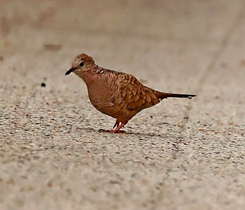 Inca Dove - ML470750701