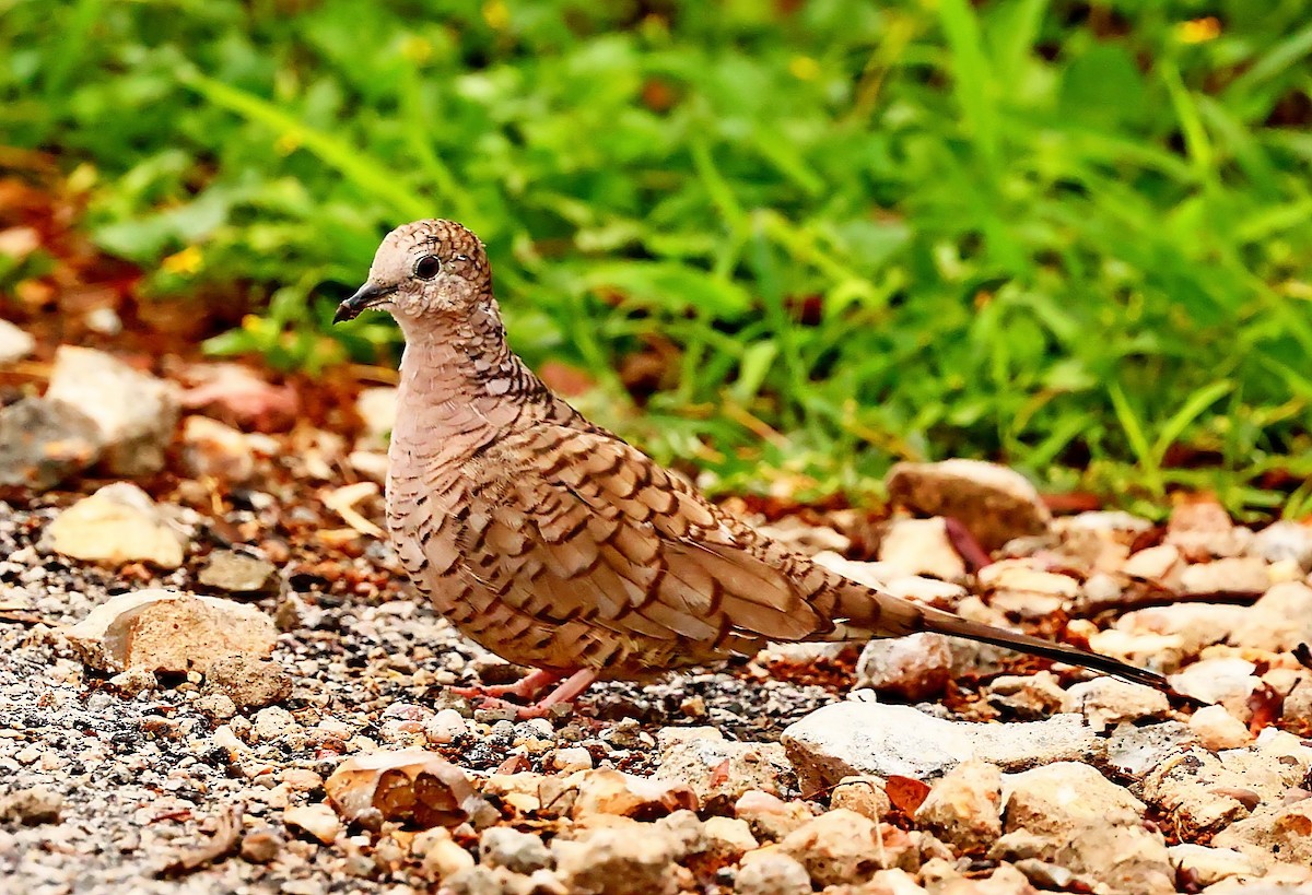 Inca Dove - Maciej  Kotlarski