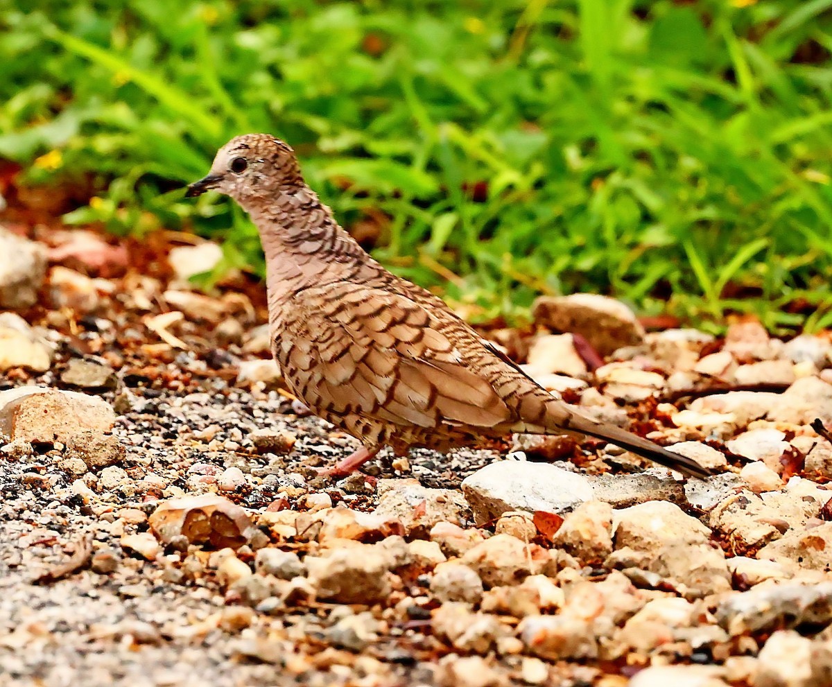 Inca Dove - Maciej  Kotlarski