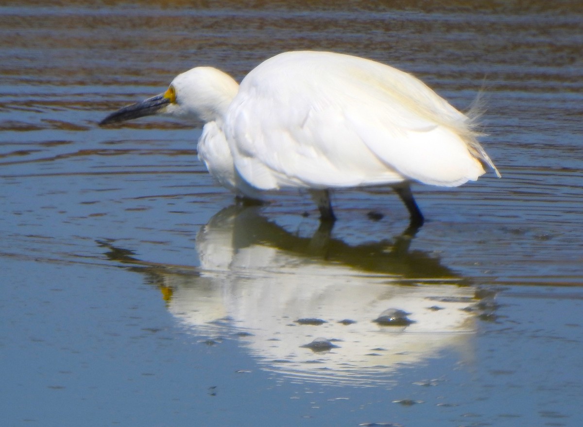 ユキコサギ - ML470752781