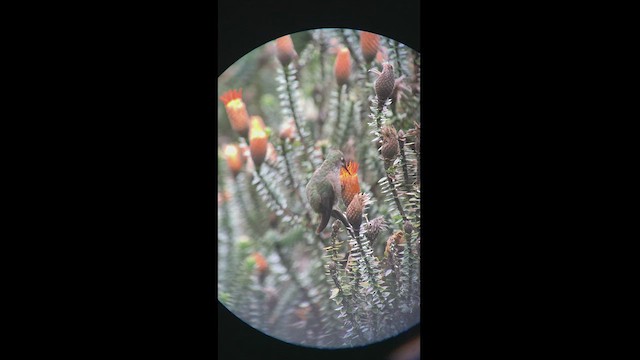Colibri du Chimborazo - ML470756401