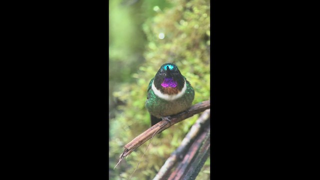 Colibrí Gorjiamatista (grupo amethysticollis) - ML470757511