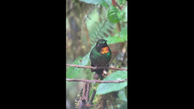 Colibrí Lucero - ML470757661